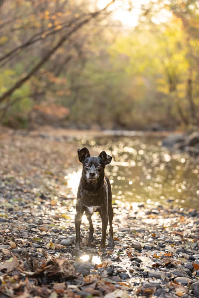 senior dog by creek