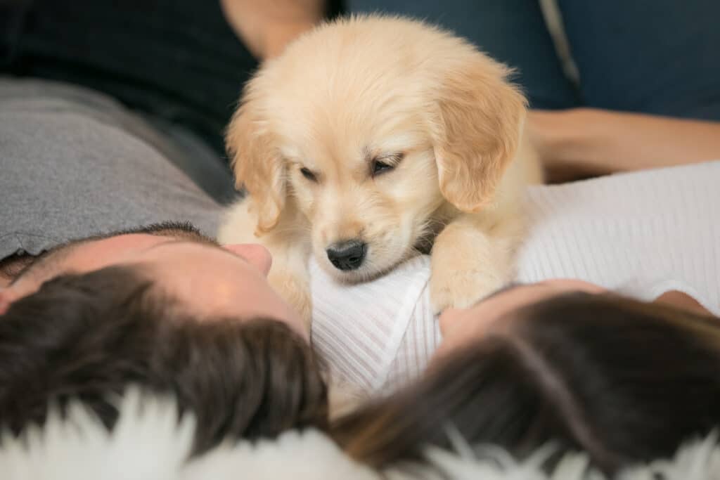 puppy snuggling on its parents