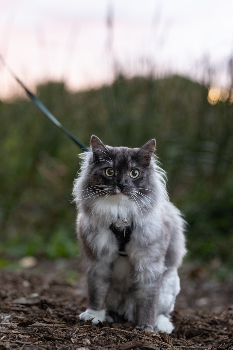 adventure cat leashed and wearing a harness