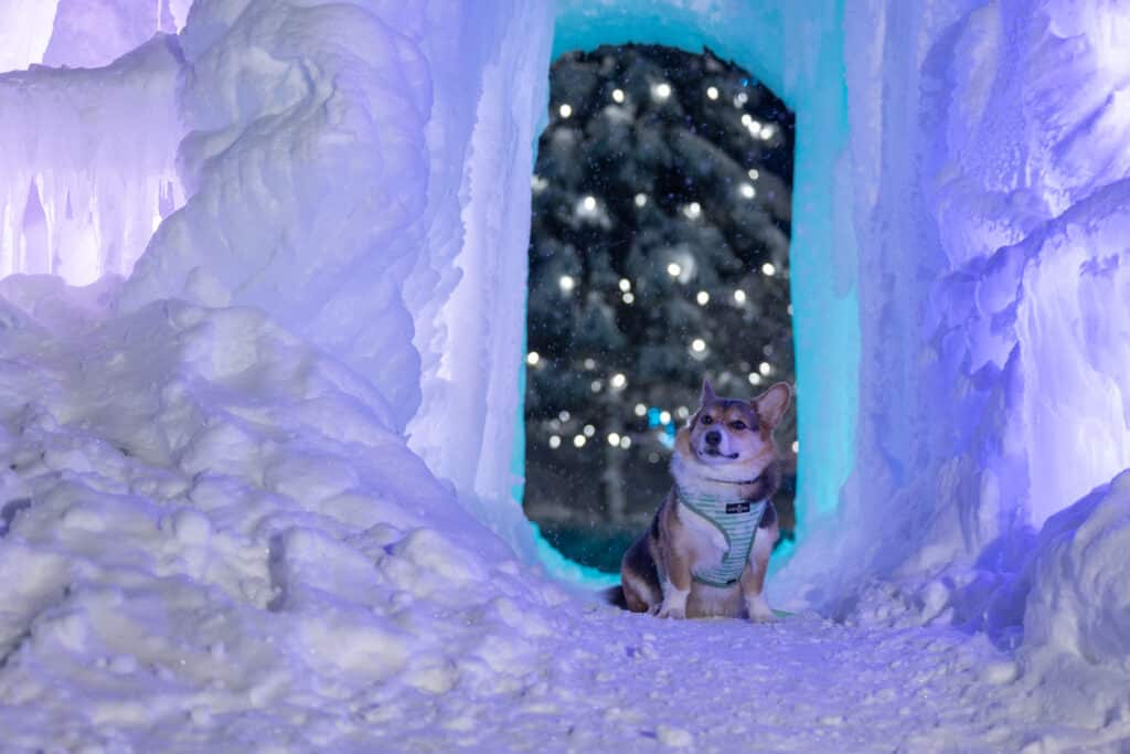 corgi sitting in ice doorway