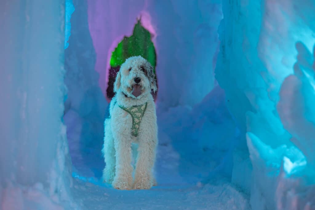white doodle inside ice cave
