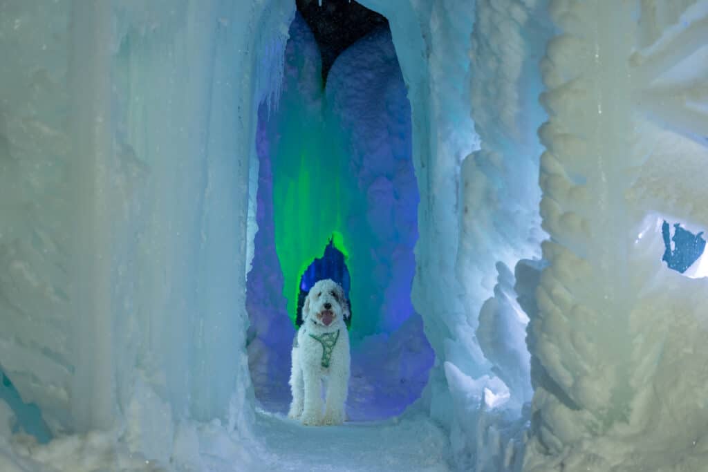 dog inside dog friendly ice palace