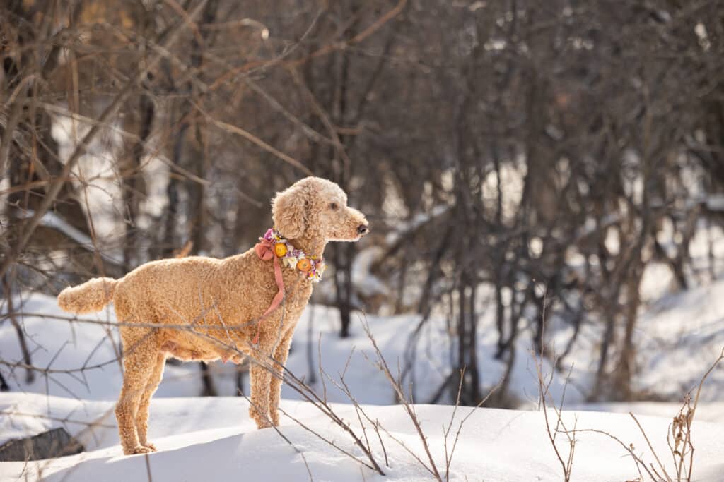 pregnant poodle outside during dog maternity photos