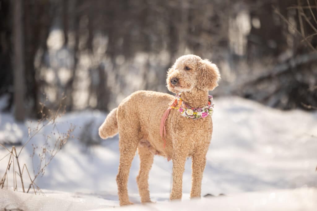 pregnant poodle standing in the snow