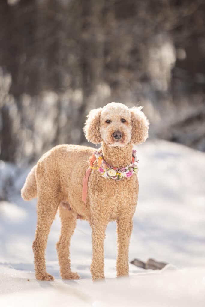 poodle in the snow in a French flower collar
