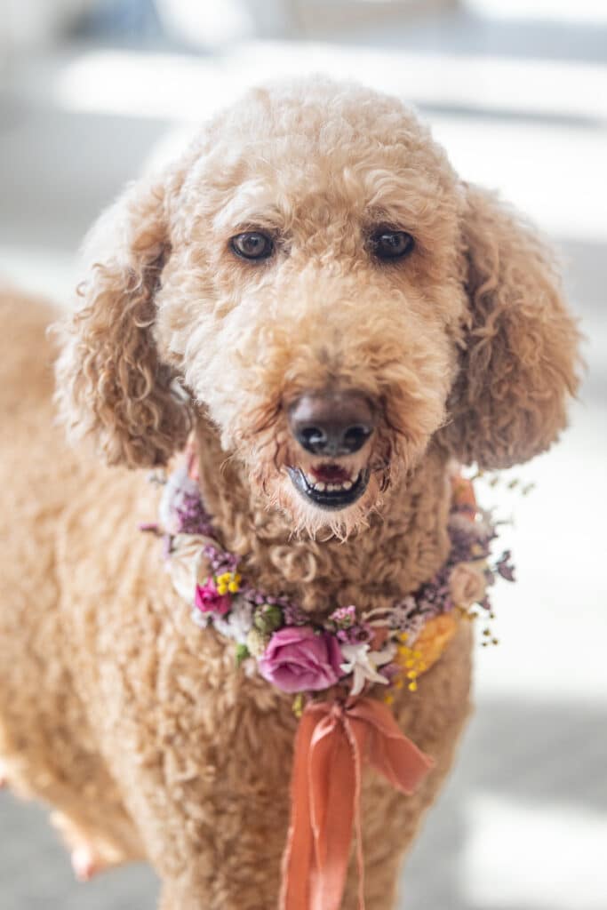 happy poodle wearing fresh flower collar