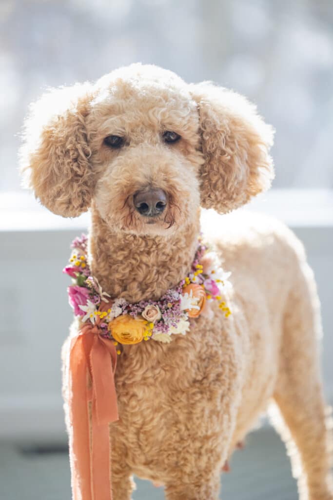 poodle with floral collar