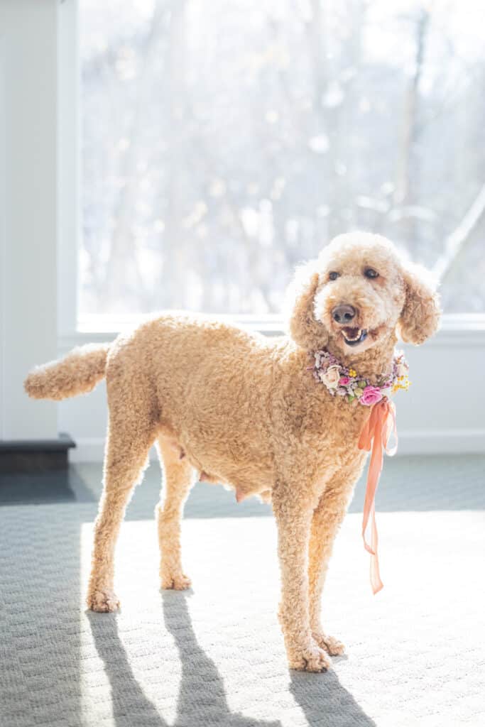 happy pregnant poodle wearing floral collar