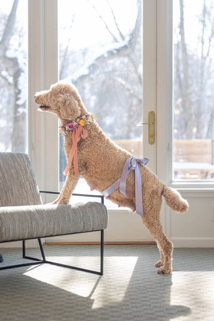 maternity photo of poodle
