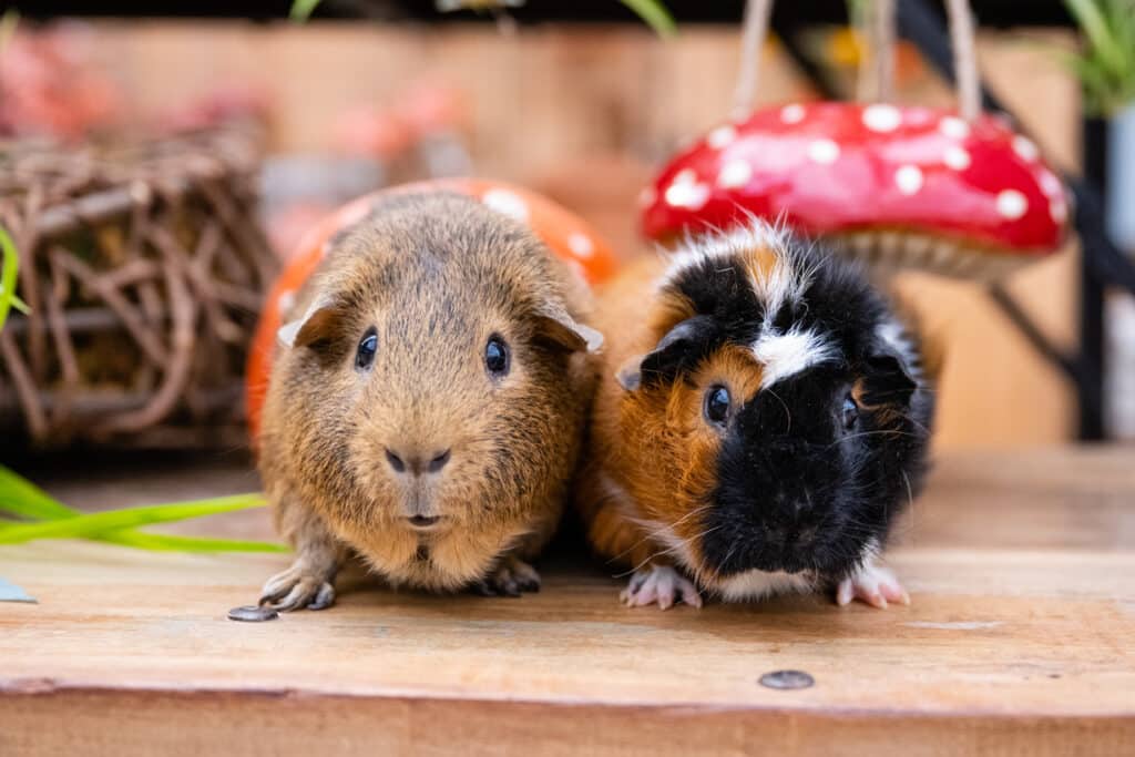 guinea pigs on table at foster photo event