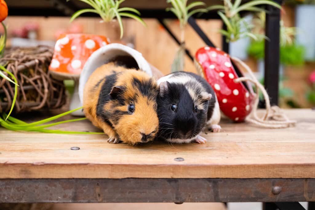 guinea pigs on table