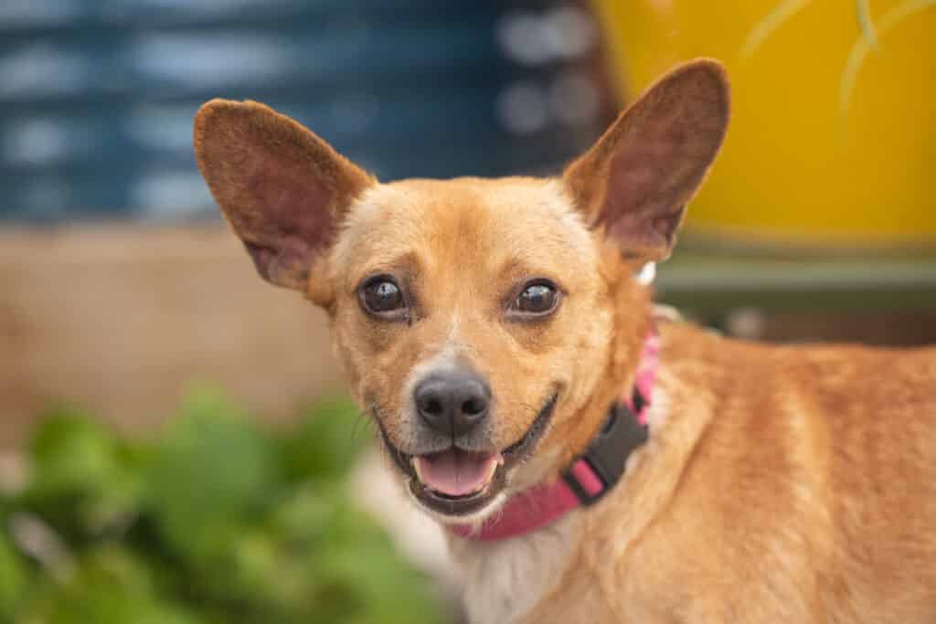 smiling dog with big ears