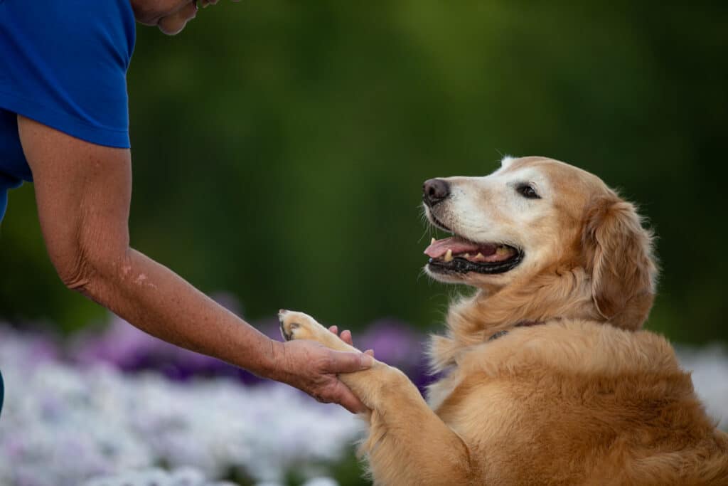 senior dog doing shake