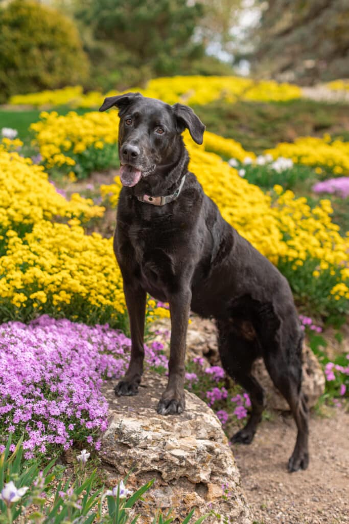 dog standing on rocks in flower garden