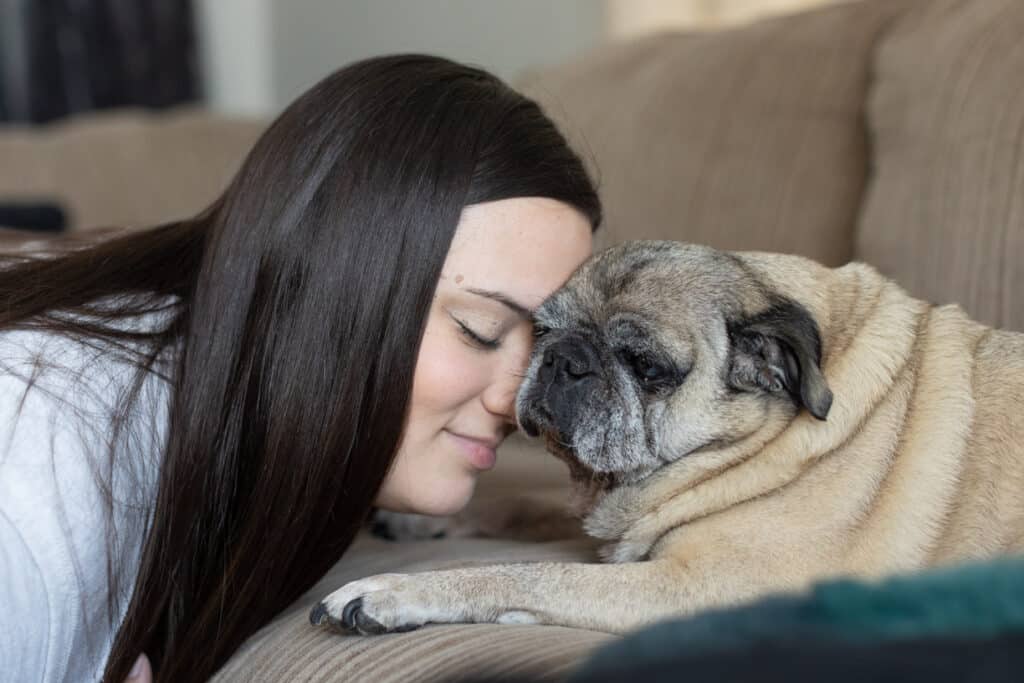 senior pug face to face with dog mom