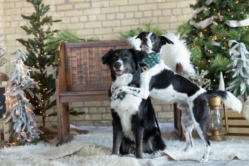 two dogs hugging dog tricks for photos