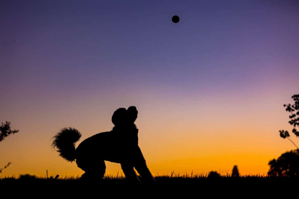 dog catching ball silhouette