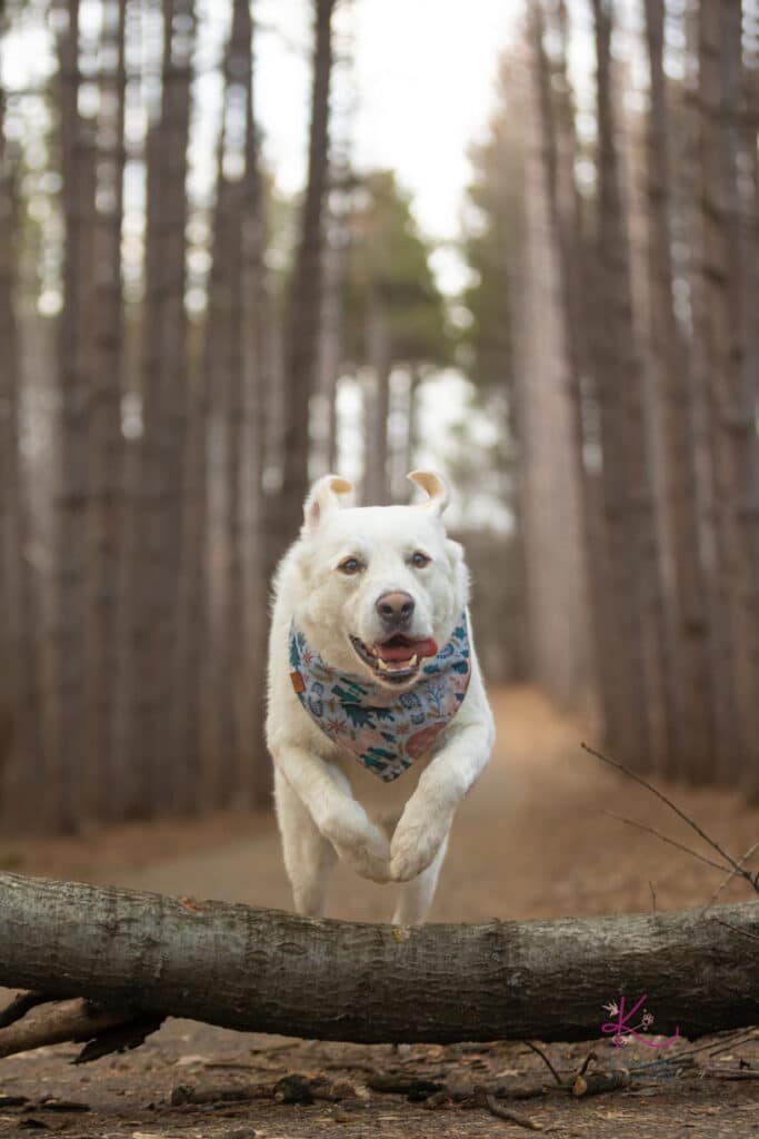 dog jumping over log