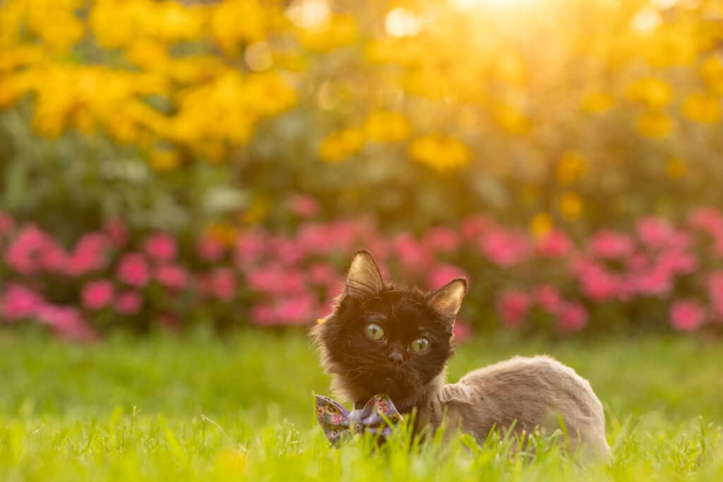 cat sitting in grass in front of colorful flowers
