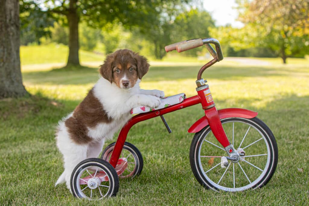 dog with paws up on bicycle