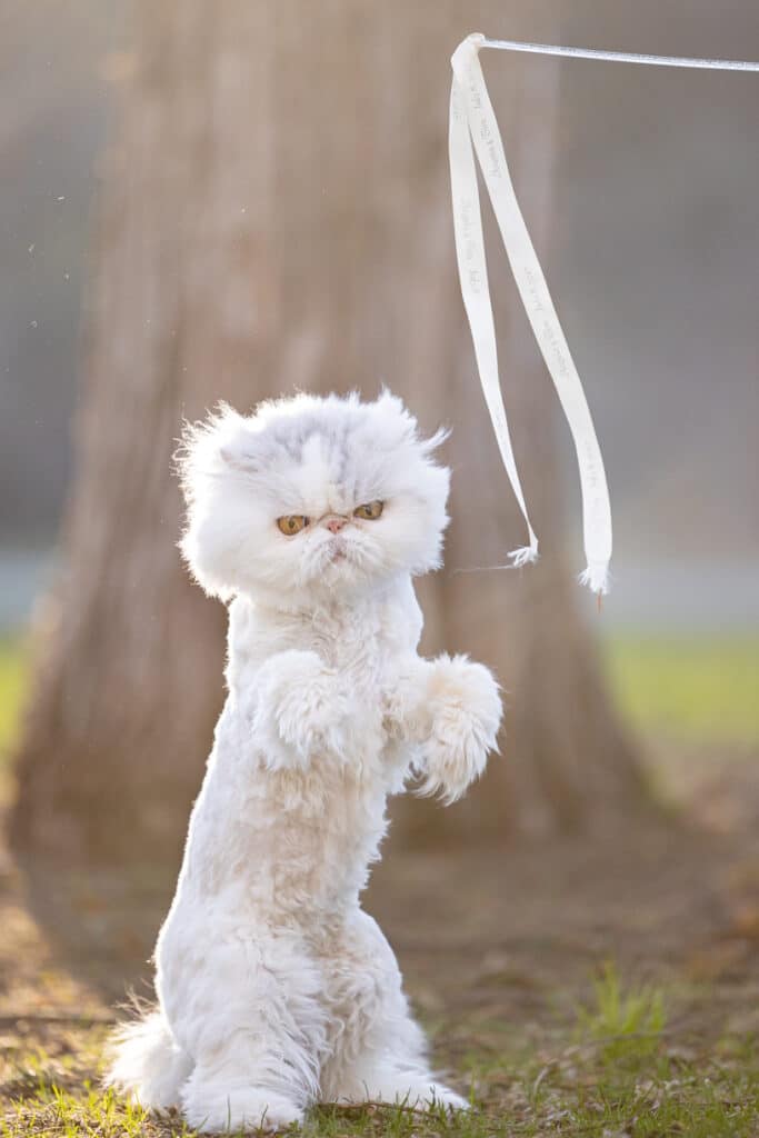 cat outside playing with cat toy on a stick