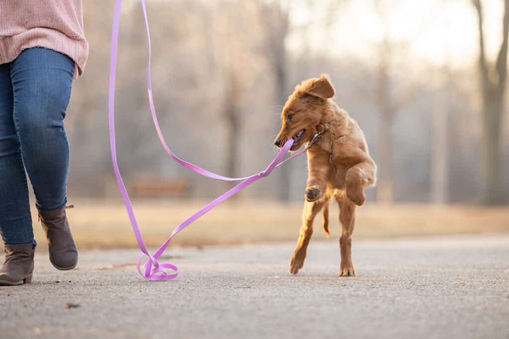 Bring a simple leash to your dog photography session