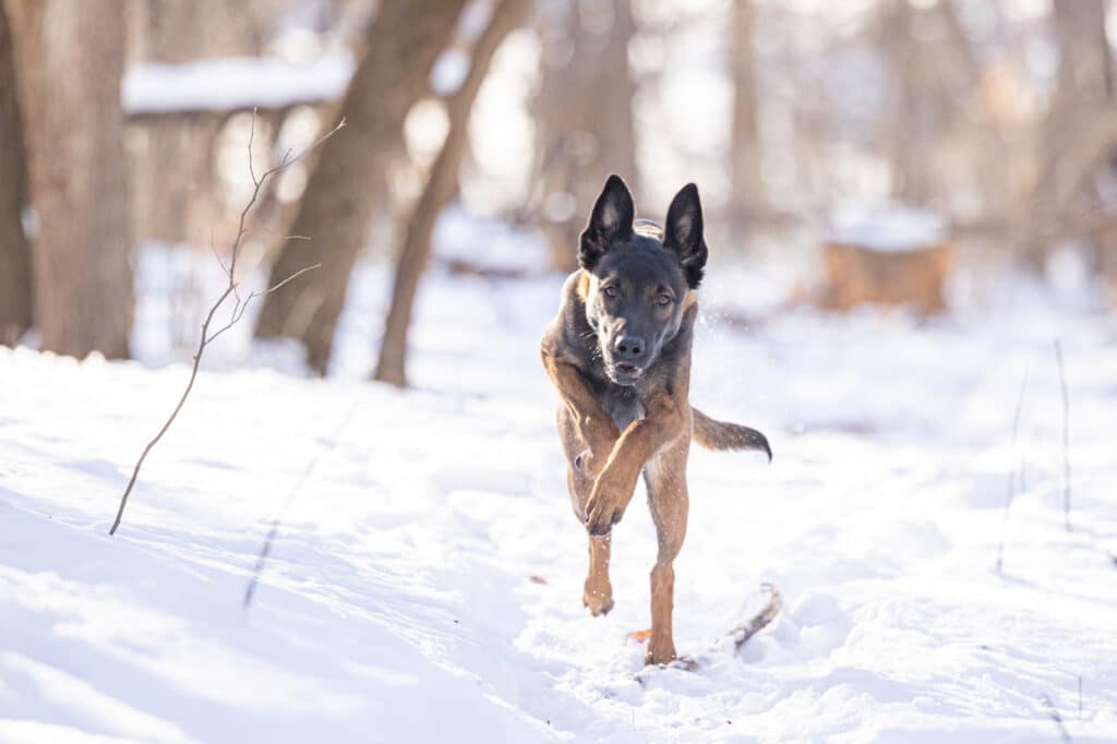 puppy running through the snow