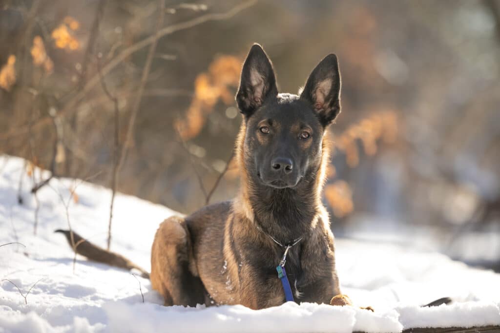 first session of a belgian malnois puppy's first year photos