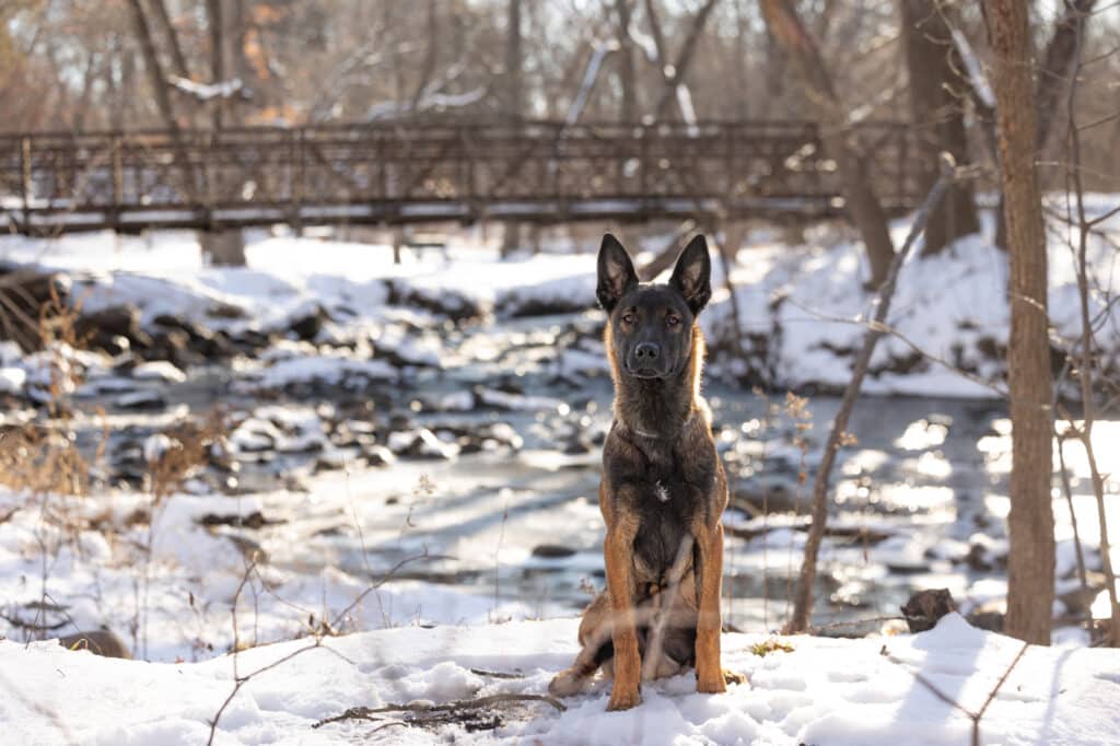 dog sitting in snowy landscape with bridge in background