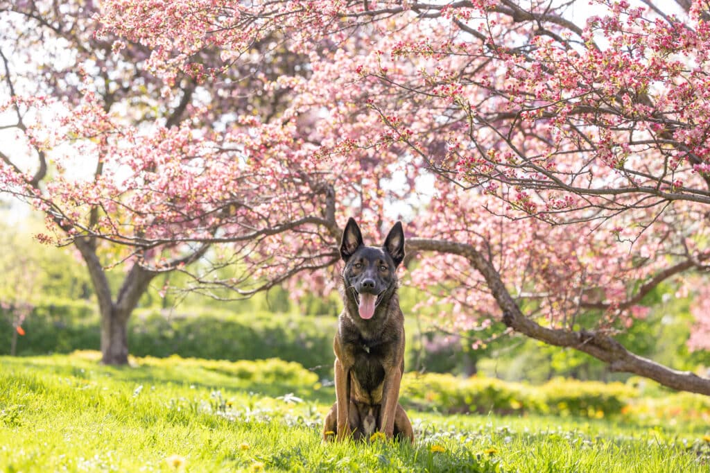 dog sitting in front of flowering tree