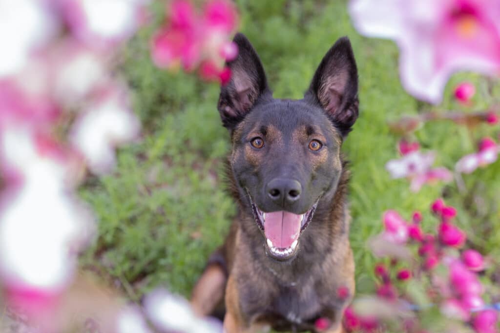 happy dog surrounded by flowers