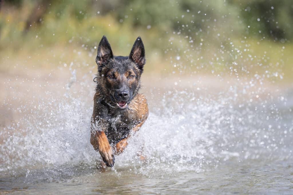 belgian malnois running in the water