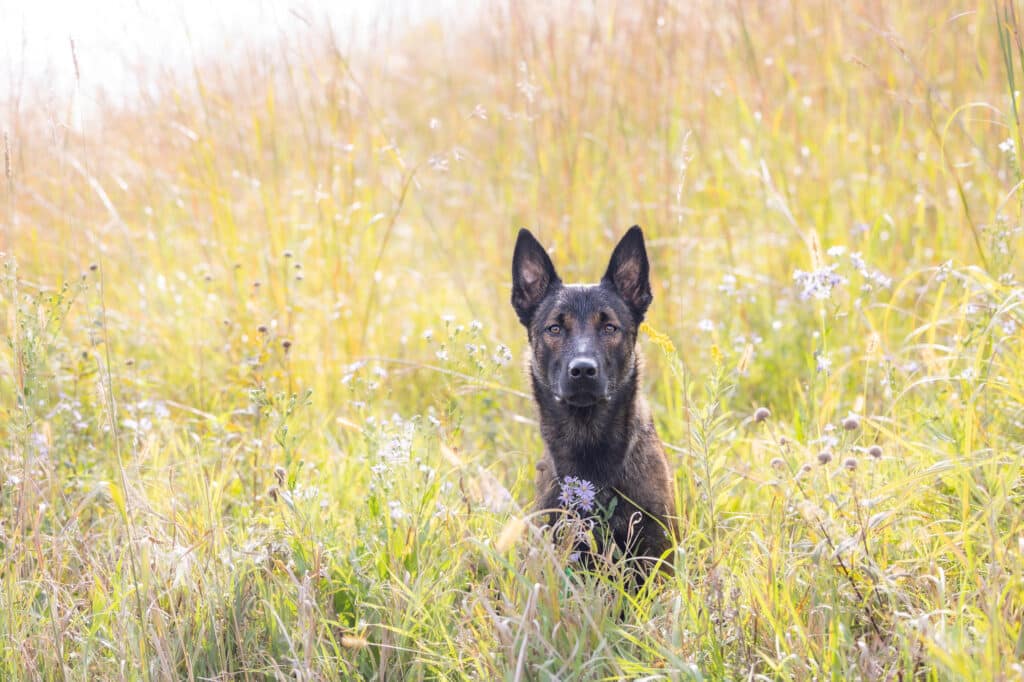 dog in prairie grass