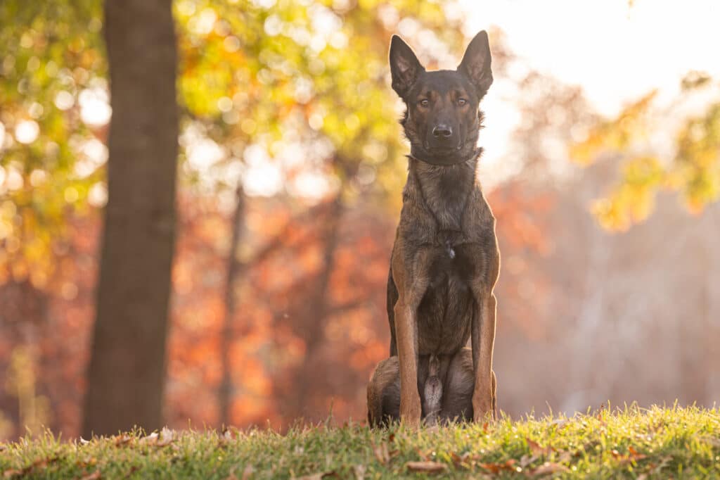 minnesota fall, dog in fall colors