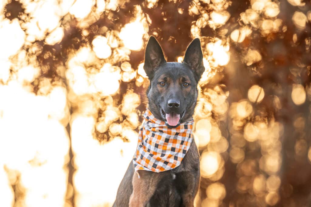 belgian malnois dog in fall