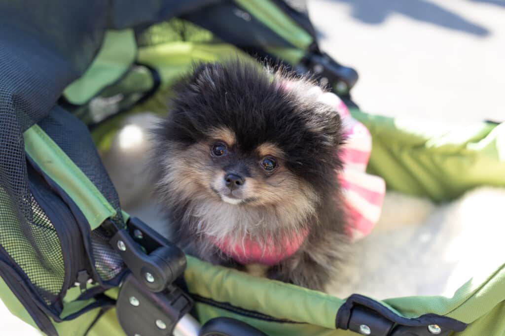 dog in stroller