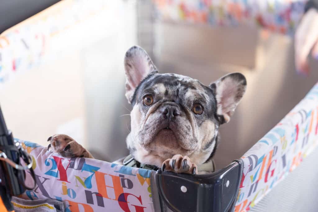french bull dog in baby pack and play