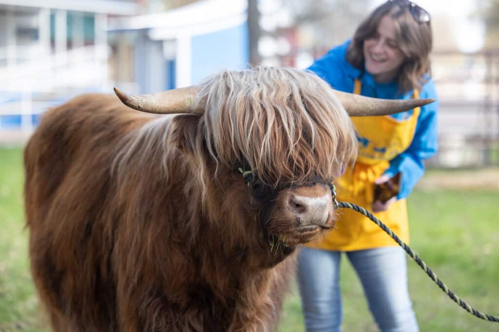 highland cow at walk for animals